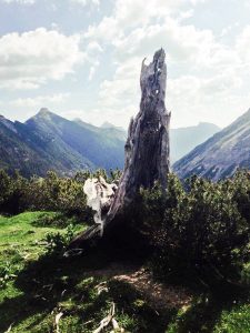 Birkental Tannheimer Berge