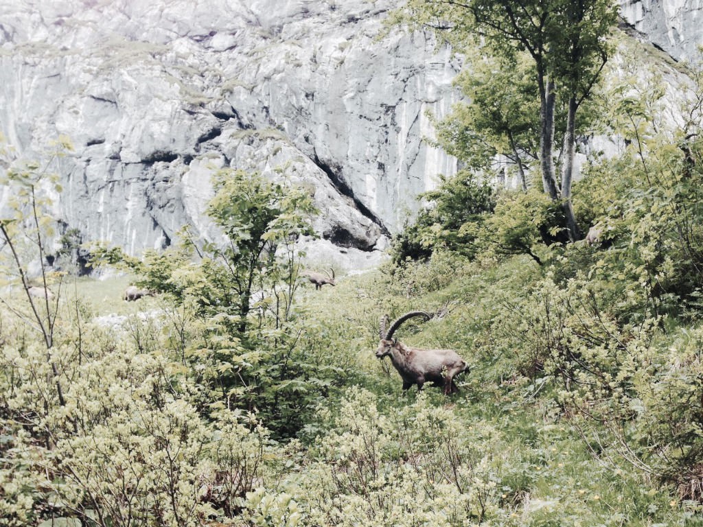 Steinbock Benediktenwand