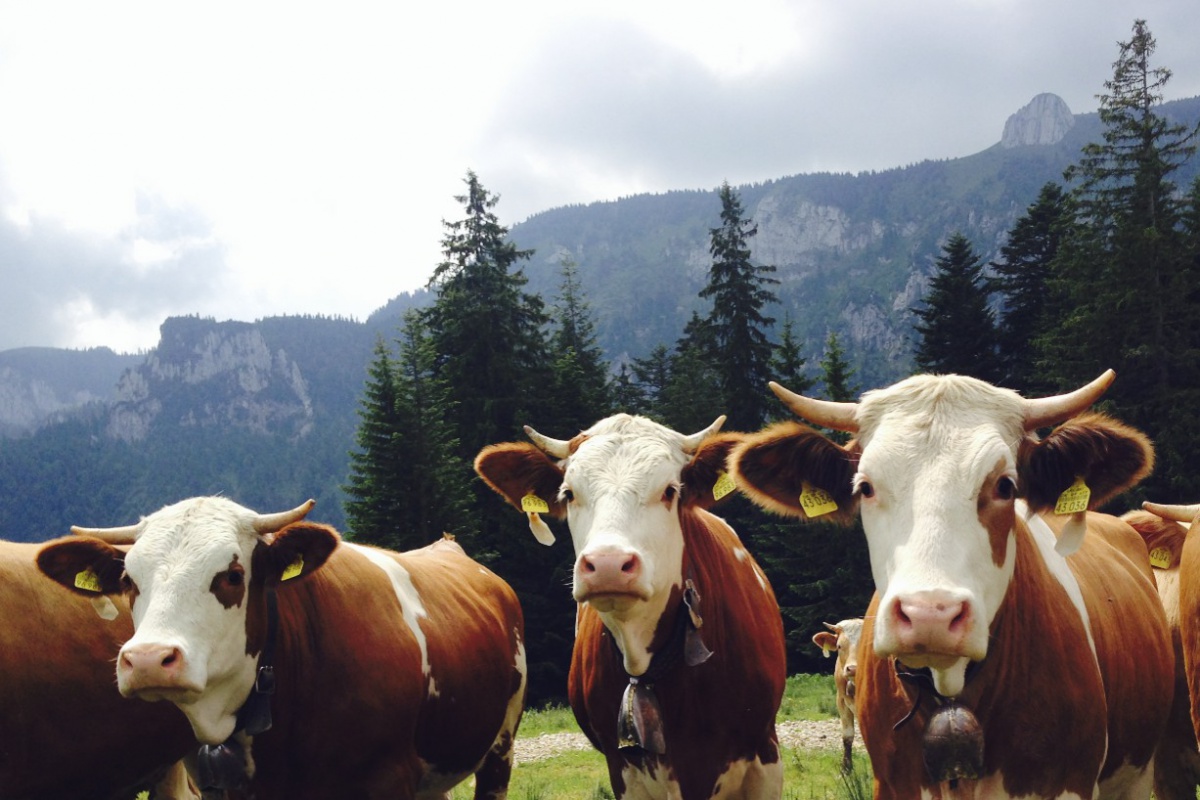 Guten Morgen, Ladies! - An der Längenberg-Alm. 