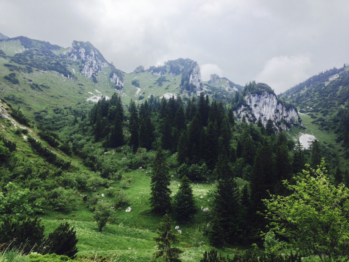 An der Probstenalm ... und oben die Steinböcke! 