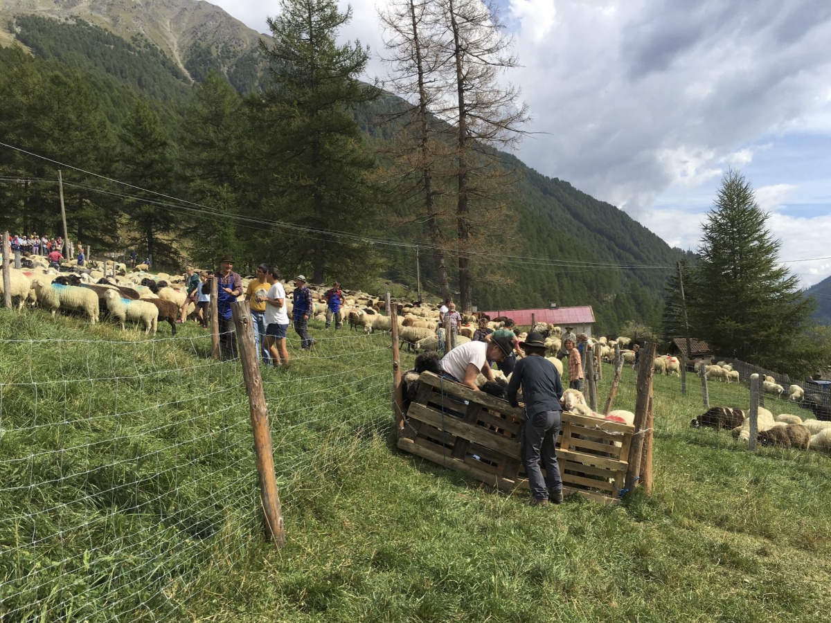 Das große Sortieren: Jedes Schaf zu seinem Bauern 