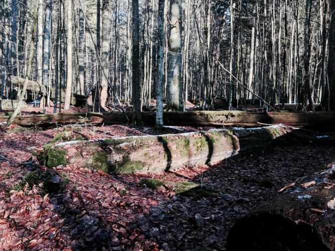 Totholz - Ein Schlaraffenland für Käfer und Pilze. - Nationalpark Bayerischer Wald