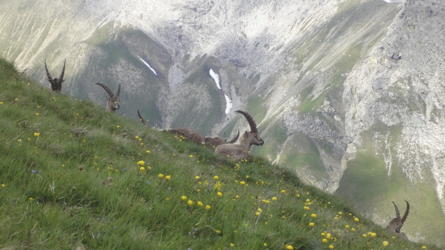 Abendliches Sonnenbad - Alpenüberquerung