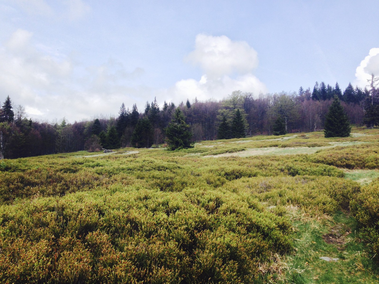 Albrechtschachten im Nationalpark Bayerischer Wald