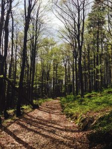 Nationalpark Bayerischer Wald 