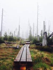 Nationalpark Bayerischer Wald: Filz (Hochmoor)