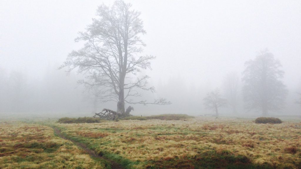 Nationalpark Bayerischer Wald: Schachten