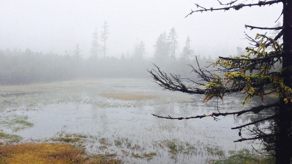 Nationalpark Bayerischer Wald: Filz (Hochmoor)