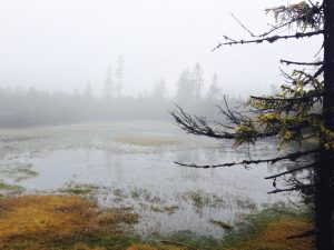 Nationalpark Bayerischer Wald: Filz (Hochmoor)