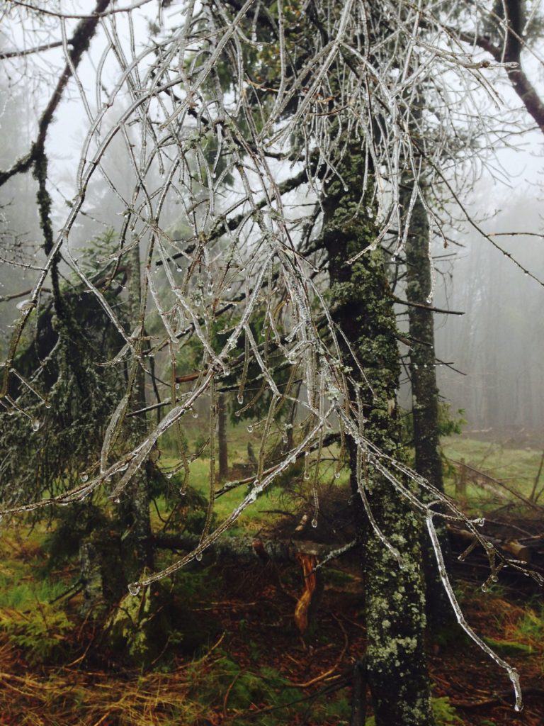Gläserner Wald - Nationalpark Bayerischer Wald