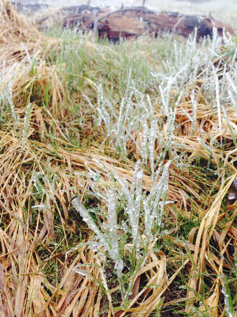 Am Rachel - Gläserner Wald