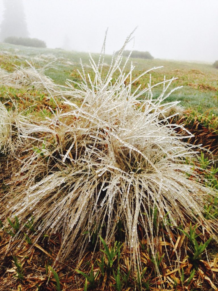 Am Rachel - Gläserner Wald