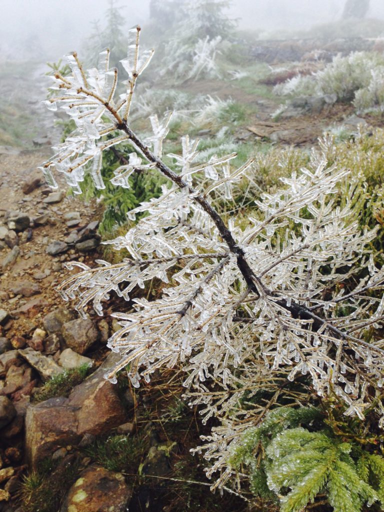 Am Rachel - Gläserner Wald