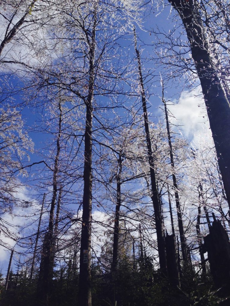 Gläserner Wald - Bruch