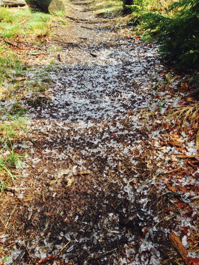 Gläserner Wald - Bruch