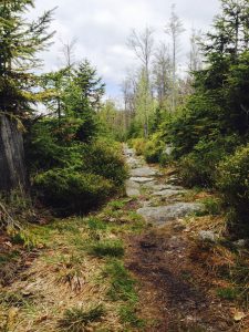 Nationalpark Bayerischer Wald - Pfade und Wege