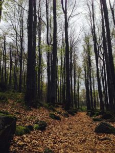 Nationalpark Bayerischer Wald