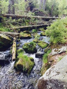 Nationalpark Bayerischer Wald 