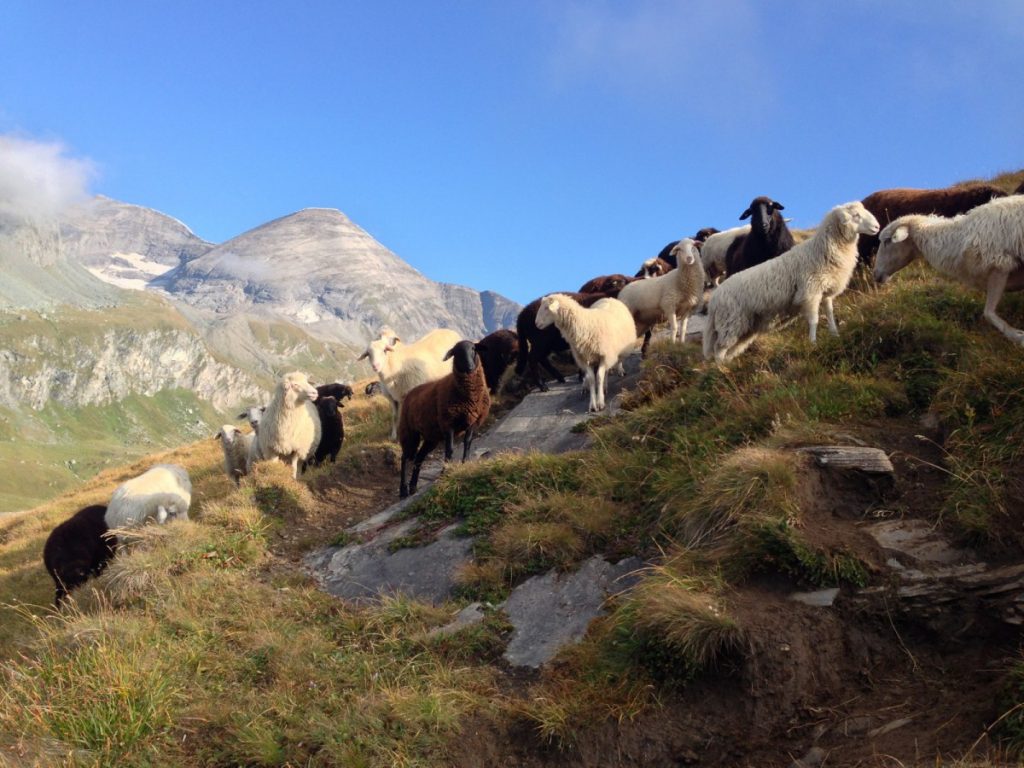 Glocknerrunde nahe Glocknerhaus