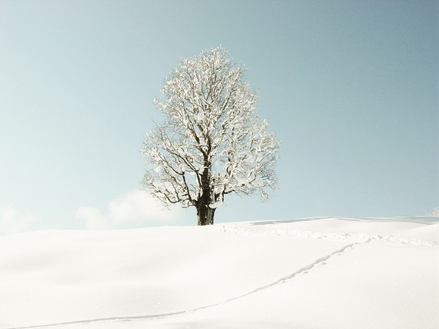 Schneeschuhwanderung Garmisch-Partenkirchen Eckbauer