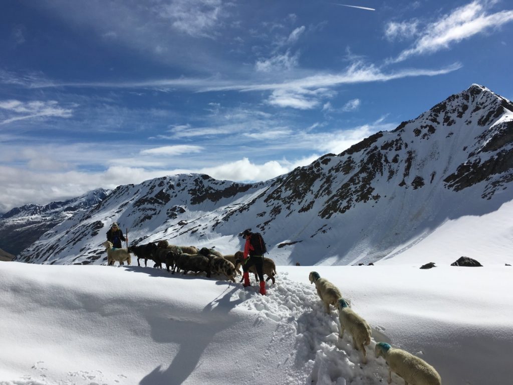 Transhumanz: Schafauftrieb vom Schnalstal über das Niederjoch ins Ötztal
