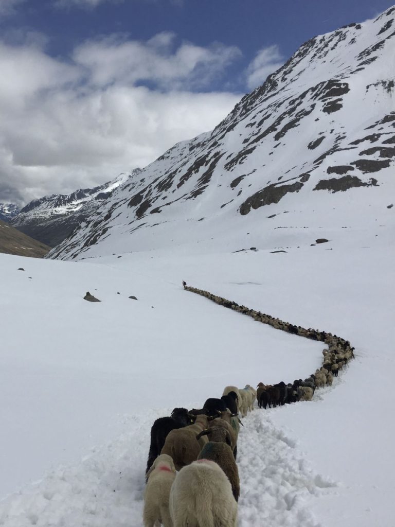 Transhumanz: Schafauftrieb vom Schnalstal über das Niederjoch ins Ötztal