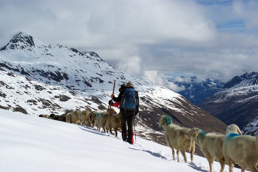 Transhumanz: Schafauftrieb vom Schnalstal über das Niederjoch ins Ötztal
