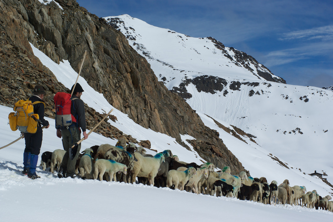 Transhumanz: Schafauftrieb vom Schnalstal über das Niederjoch ins Ötztal