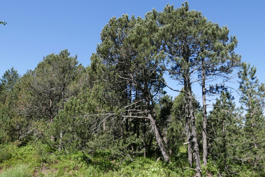 Selten: Spirken (aufrechte Latschenkiefern)