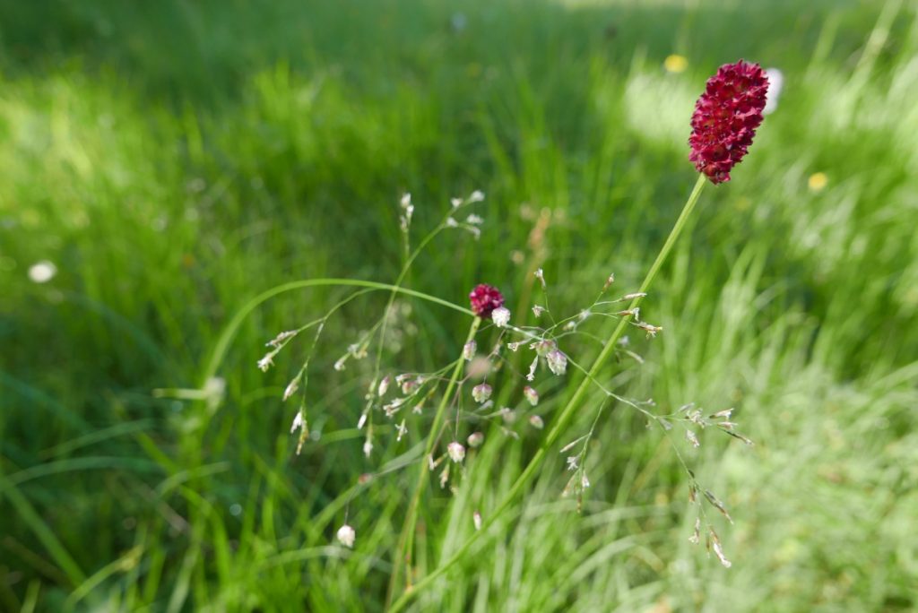 Einer meiner persönlichen Lieblinge: Der Große Wiesenkopf 