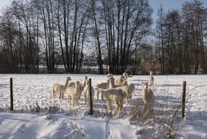 Wieder auf der Weide. Bei den anderen Jungs & Mädels.