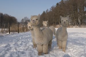 ... alpacas curiosas - ... nur ein wenig neugierig.