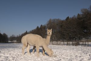 Wieder auf der Weide. Bei den anderen Jungs & Mädels.