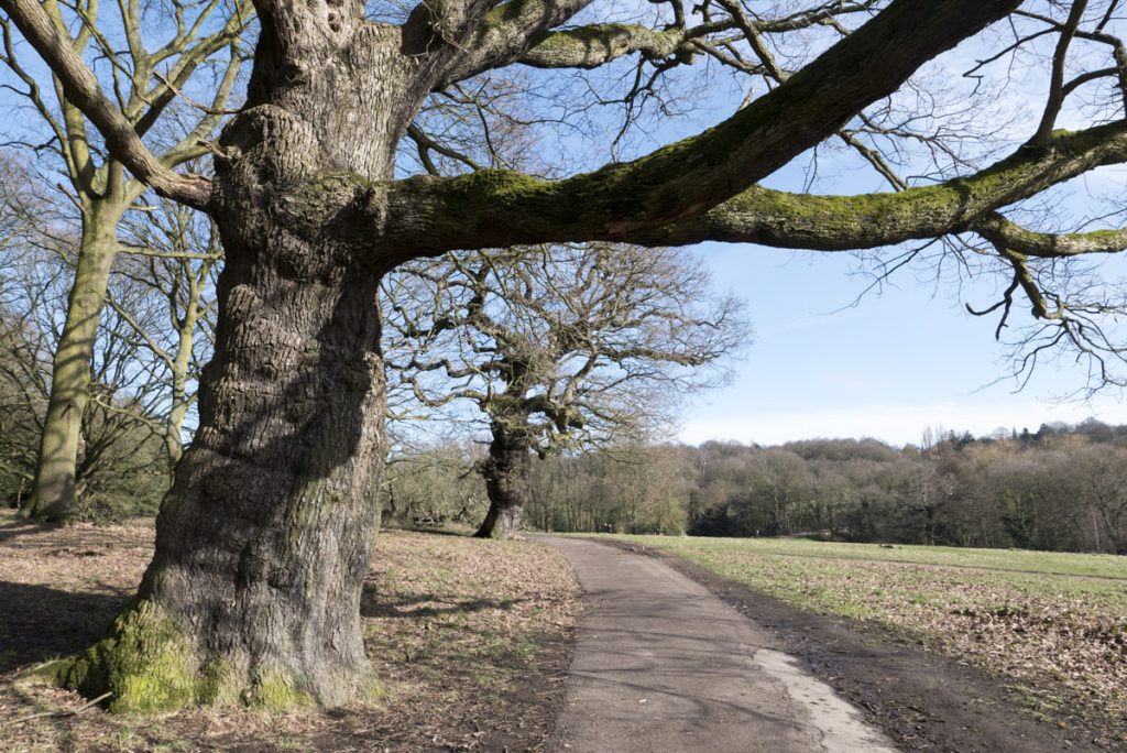 Baumbestand in Hampstead Heath: Knorrig und alt 
