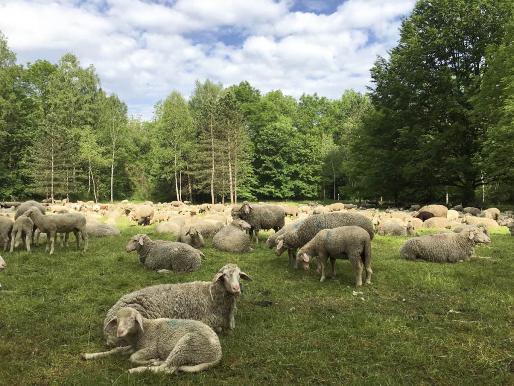 München: Schafherde im Englischen Garten (2)