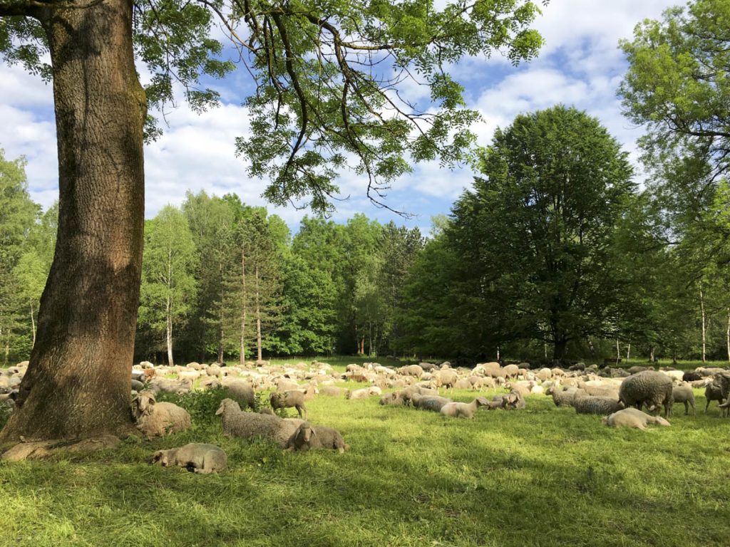 München: Schafherde im Englischen Garten (1)