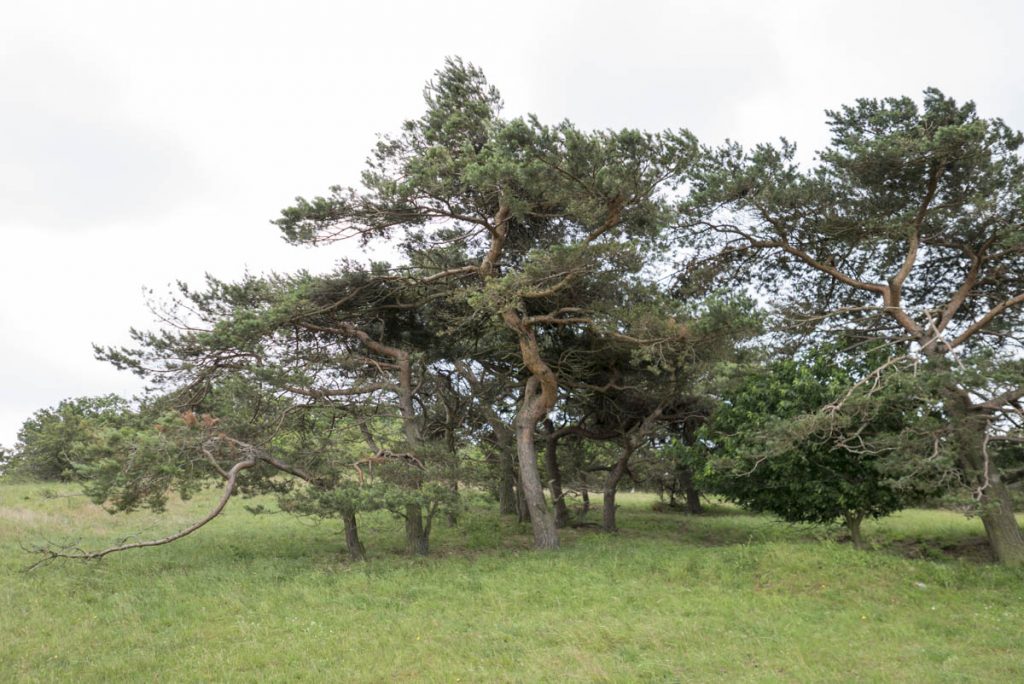 Halbinsel Mönchgut, Rügen, Ostsee, Zickersche Berge (7)