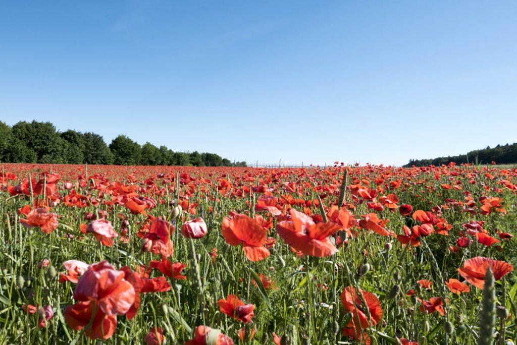 (Fast) Mehr Mohn ...