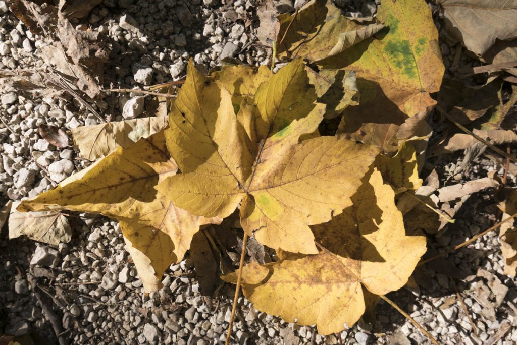 Hutschn-Marxenhöhe-6