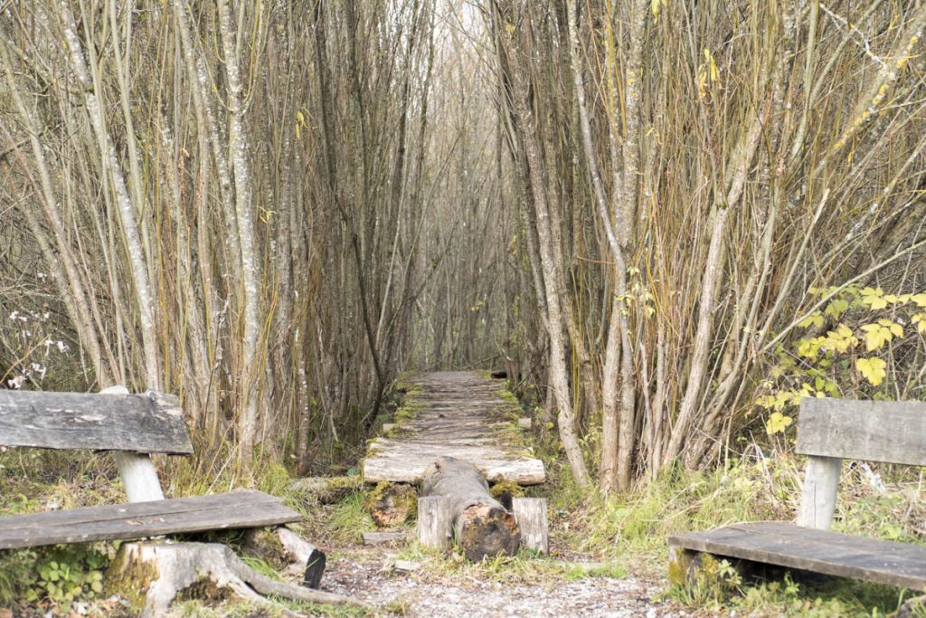 Hochmoor_Benediktbeuern