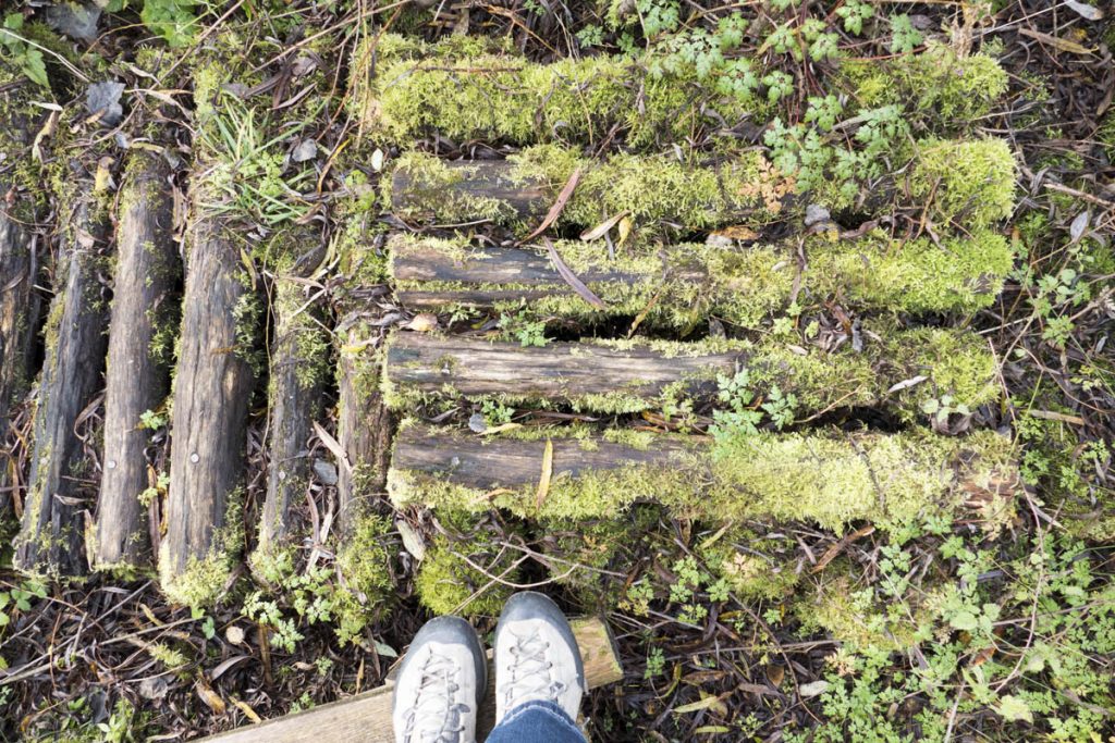 Hochmoor_Benediktbeuern-2