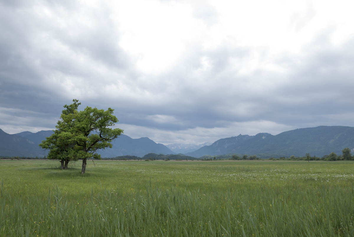 Blick vom Murnauer Moos Richtung Garmisch-Partenkirchen und Wettersteingebirge