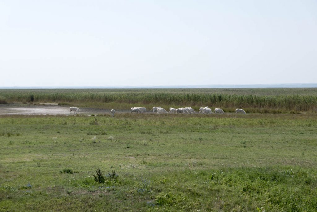Nationalpark Neusiedler See (3)