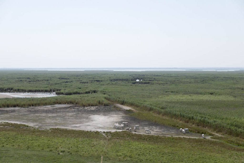 Nationalpark Neusiedler See (1)