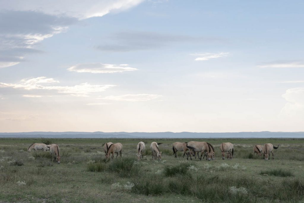 Neusiedler See Przewalski-Pferde (2)