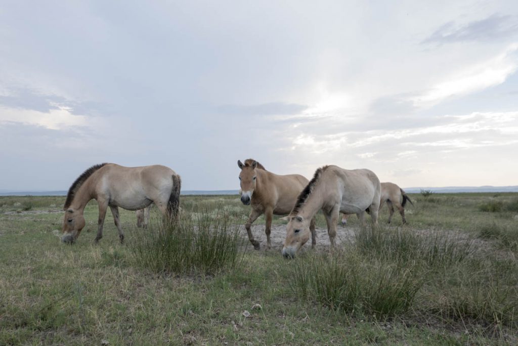 Neusiedler See Przewalski-Pferde (3)