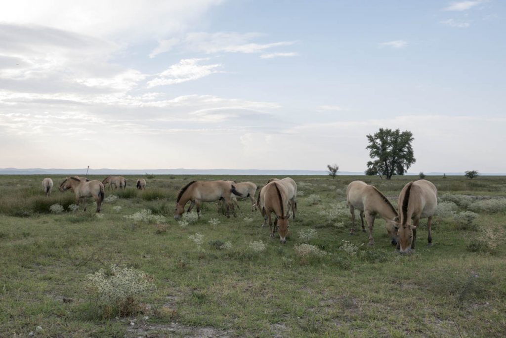 Neusiedler See Przewalski-Pferde (1)