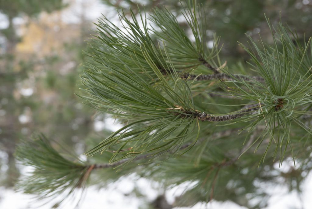 Reiteralm-2