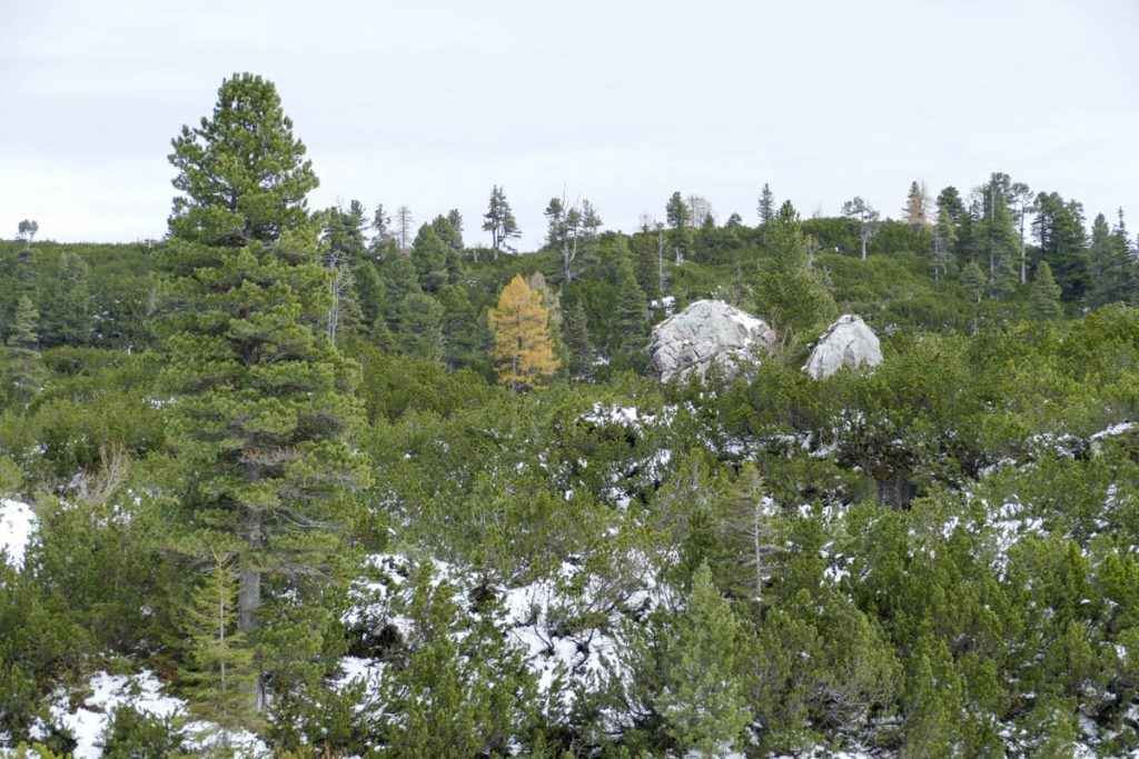 Reiteralm (3)