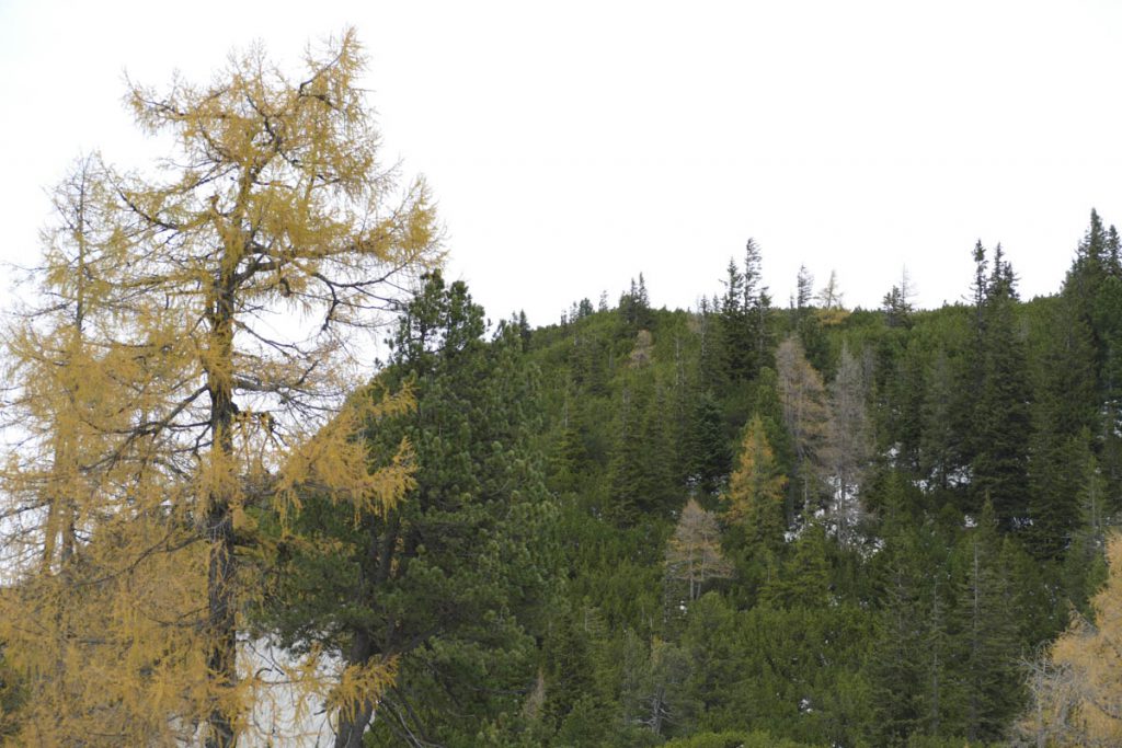 Reiteralm (1)